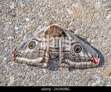 Small emperor moth  'Saturnia pavonia' Stock Photo