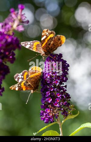 Two red Admiral, Vanessa atalanta, butterflies on Buddleja flower or butterfly bush Stock Photo