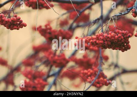 Many bunches of mountain ash with ripe orange berries on the branches of a tree against the background of a beige wall. Autumn background. Stock Photo