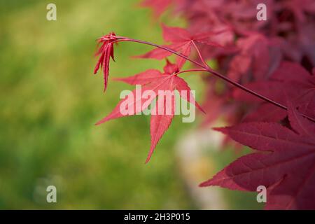 Leaves of a japanese maple (Acer palmatum 'Corallinum') with red autumn colouring in a park Stock Photo
