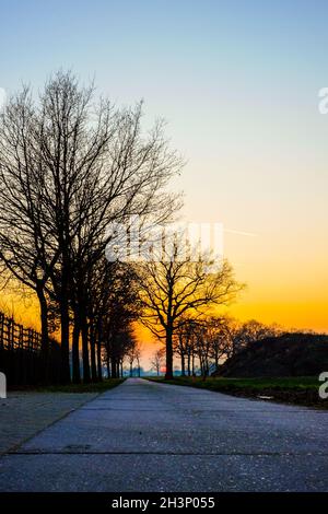 Winter landscape with a lone tree at sunset barley field in the village Stock Photo