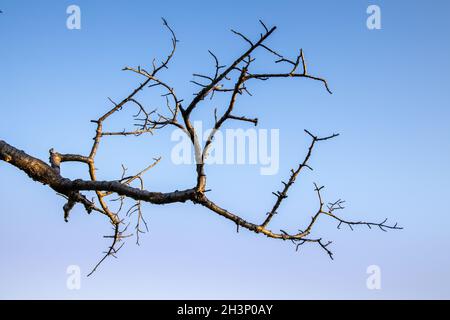 Dead tree st against blue sky Stock Photo