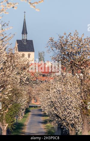 Cherry blossom of flowering trees lined street in spring Stock Photo
