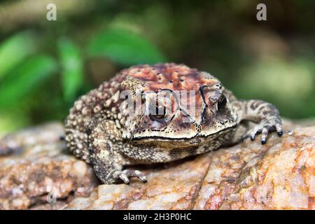 Ferguson's toad (Bufo fergusonii) in past Schneider's (dwarf) toad (Duttaphrynus Stock Photo