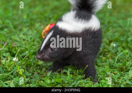 Striped Skunk (Mephitis mephitis) Kit Stands Alone in Grass Close Up Summer - captive animal Stock Photo