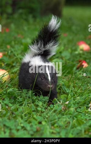 Striped Skunk (Mephitis mephitis) Kit Stands Alone in Grass with Apples Summer - captive animal Stock Photo