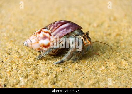 Hermit crab, Diogenes sp. Hermit or diogenes crab in a beautiful gastropod shell Stock Photo