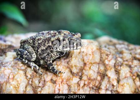 Ferguson's toad (Bufo fergusonii) in past Schneider's (dwarf) toad (Duttaphrynus scaber) Stock Photo