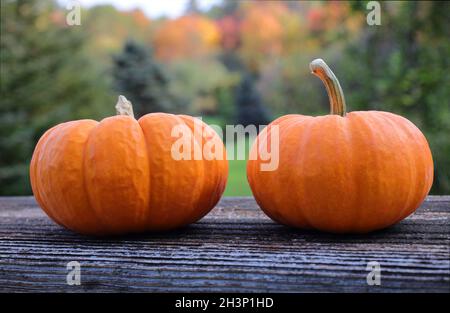 Two small orange pumpkins on a brown wood deck railing with pretty red, orange and green fall/autumn foliage in the background Stock Photo
