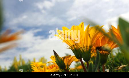 Cheerful yellow daisies proliferate at a New Zealand beach in summer Stock Photo
