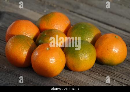 Citrus x aurantium Hernandina. Clementine, Citrus x clementina Stock Photo