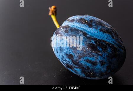 Close up of one plum fruit with copy space Stock Photo