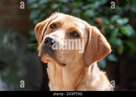Portrait of Labrador Retriever looking at something close up on face.