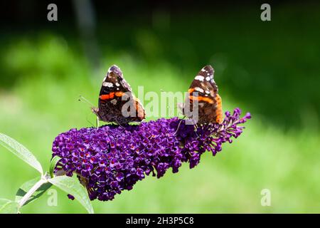 Two red Admiral, Vanessa atalanta, butterflies on Buddleja flower or butterfly bush Stock Photo