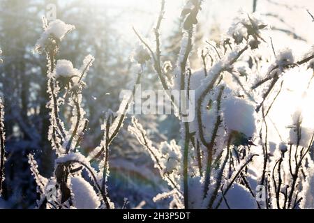 Covered with snow and frost wild rose in winter Stock Photo