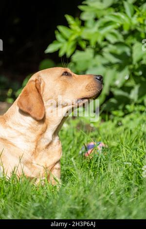 Portrait of Labrador Retriever looking at something close up on face.