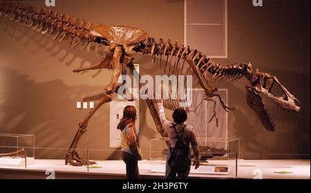 St. Louis, USA. 29th Oct, 2021. Visitors examine the skeletal remains of a Daspletosauras Torosus at the St. Louis Science Center in St. Louis on Friday, October 29, 2021. The new display, Tyrannosaurs: Meet the Family, is the world's first exhibition showcasing the newly revised tyrannosaur family tree with models of all sizes opening at the Science Center on October 30, 2021. Photo by Bill Greenblatt/UPI Credit: UPI/Alamy Live News Stock Photo