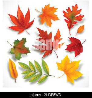 autumn leaves collection vector design illustration Stock Vector