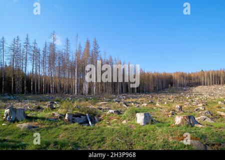 Deforested forest near Schierke in the Harz National Park in Germany at the foot of the Brocken Stock Photo