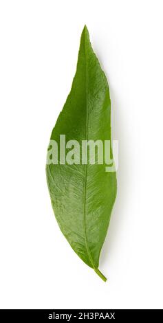Mandarin leaf isolated on a white background Stock Photo