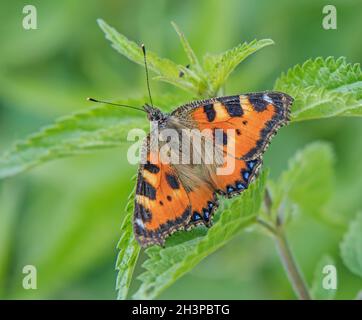 Small tortoiseshel  'Aglais urticae' Stock Photo