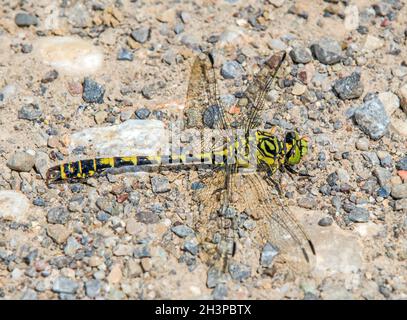 Green-eyed hook-tailed dragonfly 'Onychogomphus forcipatus' Stock Photo
