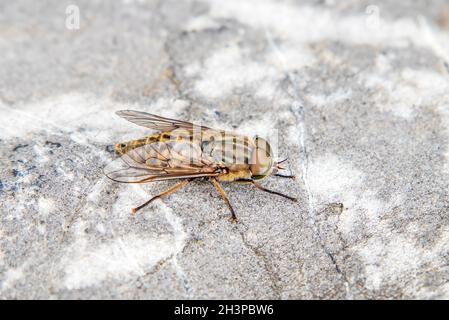 Band-eyed brown horsefly 'Tabanus bromius' Stock Photo