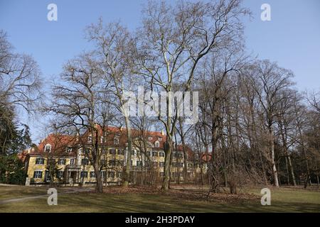 Platanus acerifolia, plane tree Stock Photo