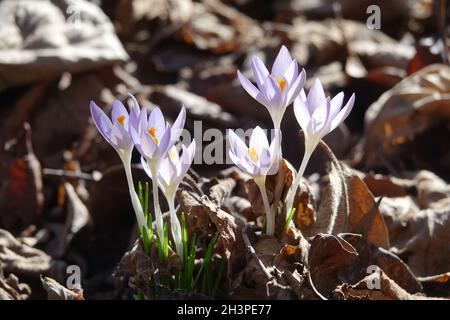 Crocus tommasinianus, woodland crocus