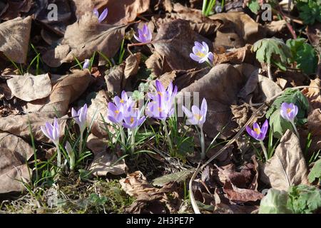 Crocus tommasinianus, woodland crocus Stock Photo