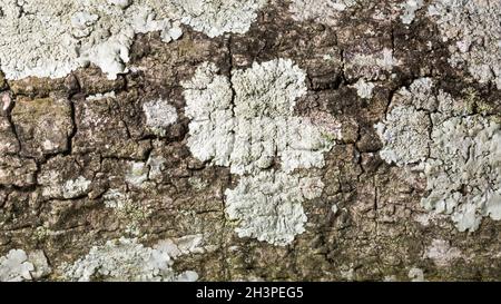 seamless outermost layer of tree bark with moss texture background, closeup view of natural wallpaper, abstract or backdrop for designing Stock Photo