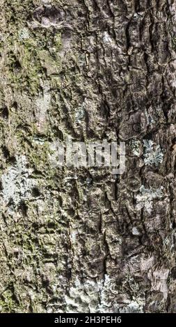 seamless outermost layer of tree bark with moss texture background, closeup view of natural wallpaper, abstract or backdrop for designing Stock Photo