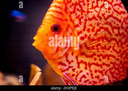 Orange discus fish in the aquarium