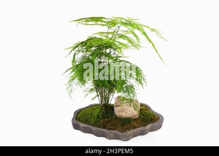 Green asparagus fern bonsai isolated Stock Photo - Alamy