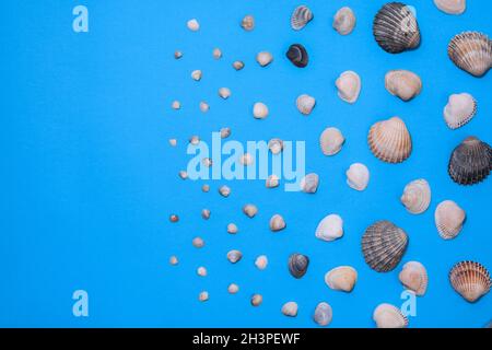 Summer photo with seashells on a blue background. Free space for your decoration. Layout. mock up Stock Photo