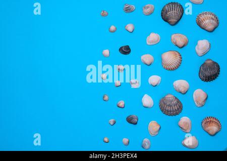 Natural seashells on blue paper. Flat lay. inscription Stock Photo