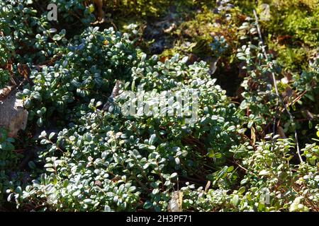 Vaccinium vitis-idaea var. minus, arctic redberry Stock Photo