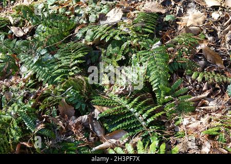 Polystichum braunii, Brauns hollyfern Stock Photo - Alamy