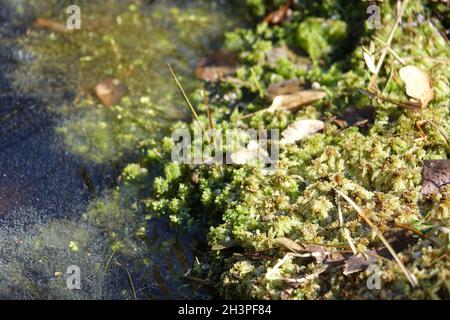 Sphagnum palustre, peat moss Stock Photo