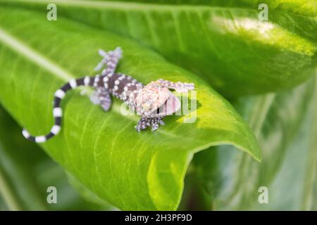 Gecko (Gekko sp,) from Thailand Stock Photo