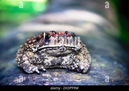 Ferguson's toad (Bufo fergusonii) in past Schneider's (dwarf) toad (Duttaphrynus scaber) amphibian Stock Photo