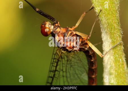 Spinygilled Mayfly (Coloburiscus humeralis) Stock Photo