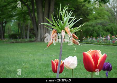 Imperial crown and tulips Stock Photo