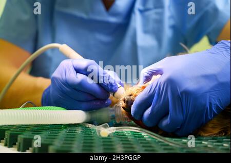 Veterinarian dentist doing procedure of professional teeth cleaning dog in a veterinary clinic. Anesthetized dog in operation ta Stock Photo