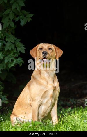 are yellow labs noisy