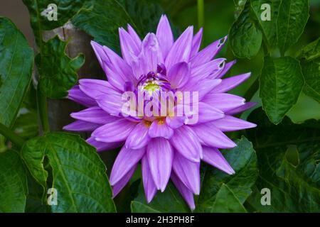 Water lily dahlia, Pam Howden Stock Photo