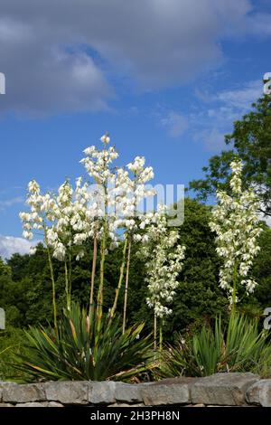 Yucca Thread Yucca filamentosa, Adam's needle and thread, a tall plant with ...