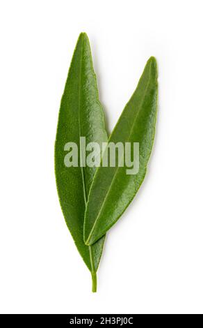 Mandarin leaf isolated on a white background Stock Photo