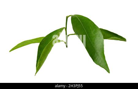 Mandarin leaf isolated on a white background Stock Photo