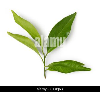 Mandarin leaf isolated on a white background Stock Photo